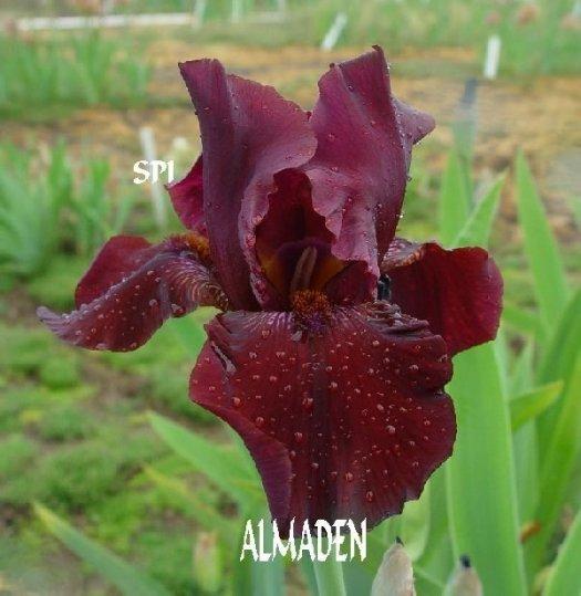 Photo of Tall Bearded Iris (Iris 'Almaden') uploaded by irisloverdee