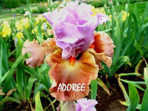 Photo of Tall Bearded Iris (Iris 'Adoree') uploaded by irisloverdee