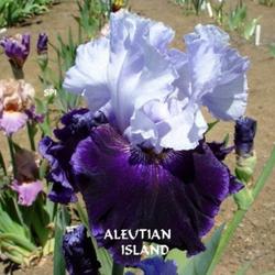 Location: Snowpeak Iris Gardens
Aleutian Islands