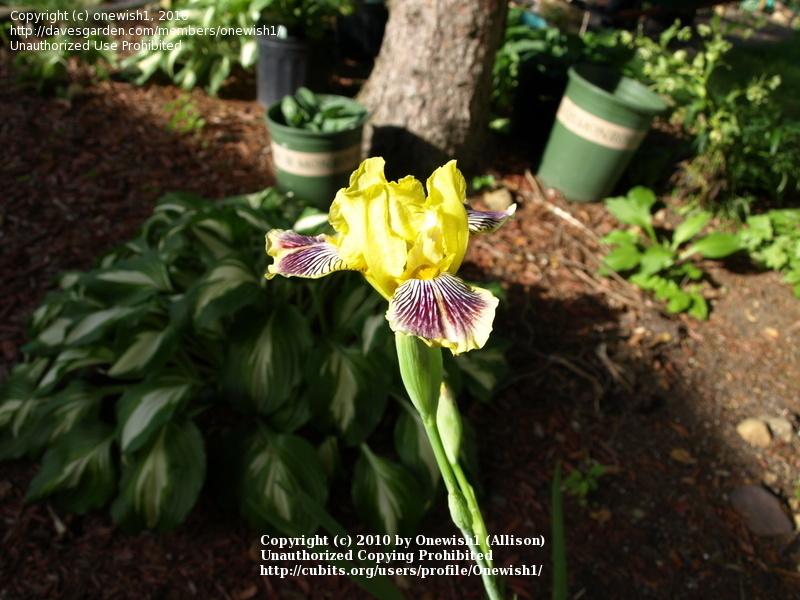 Photo of Miniature Tall Bearded Iris (Iris 'Plum Quirky') uploaded by Onewish1