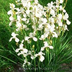 
Siberian Iris Gardens  ----© Kathy Puckett, used with permission