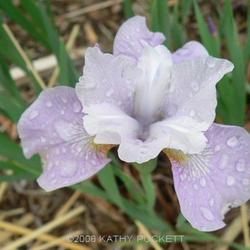 
Siberian Iris Gardens  ----  © Kathy Puckett, used with permissi