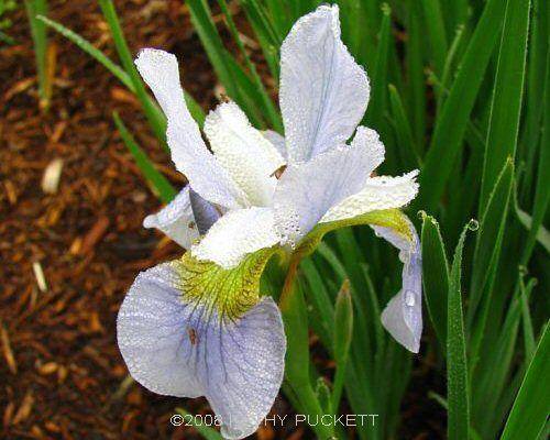Photo of Siberian Iris (Iris 'Sky Wings') uploaded by PollyK