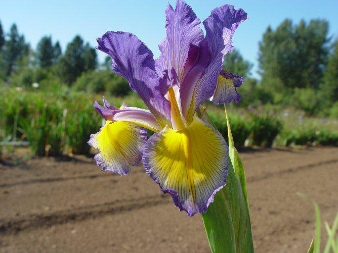 Photo of Spuria Iris (Iris 'Dress Circle') uploaded by irisloverdee