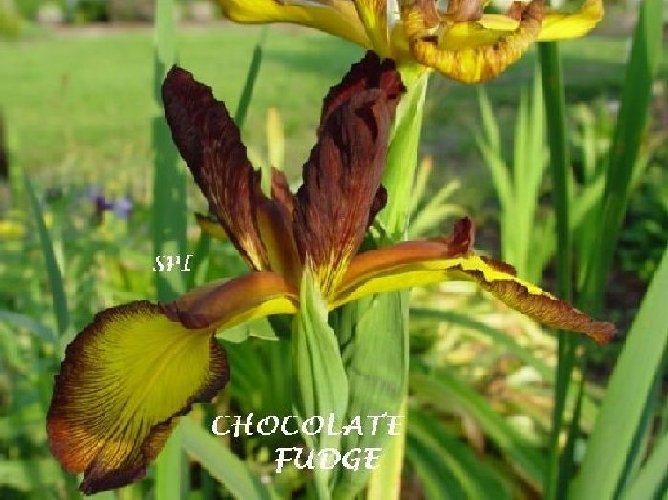 Photo of Spuria Iris (Iris 'Chocolate Fudge') uploaded by irisloverdee