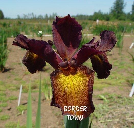 Photo of Spuria Iris (Iris 'Border Town') uploaded by irisloverdee