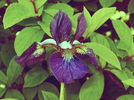 Photo of Siberian Iris (Iris 'Miss Duluth') uploaded by PollyK