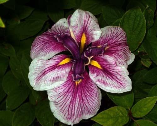 Photo of Japanese Iris (Iris ensata 'Flashing Koi') uploaded by PollyK