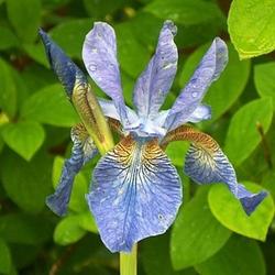 
Siberian Iris Gardens