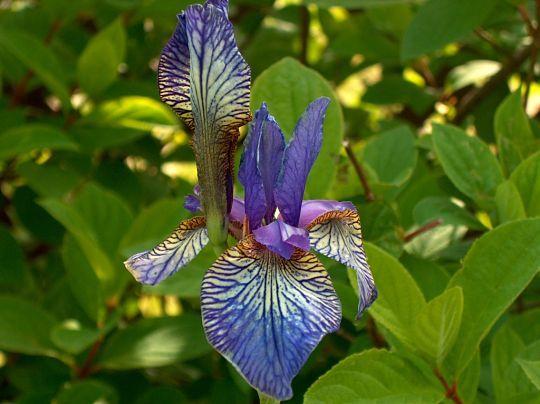 Photo of Siberian Iris (Iris 'Shaker's Prayer') uploaded by PollyK