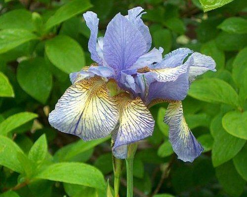 Photo of Siberian Iris (Iris 'Banish Misfortune') uploaded by PollyK