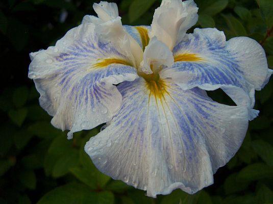 Photo of Japanese Iris (Iris ensata 'Kimono Silk') uploaded by PollyK