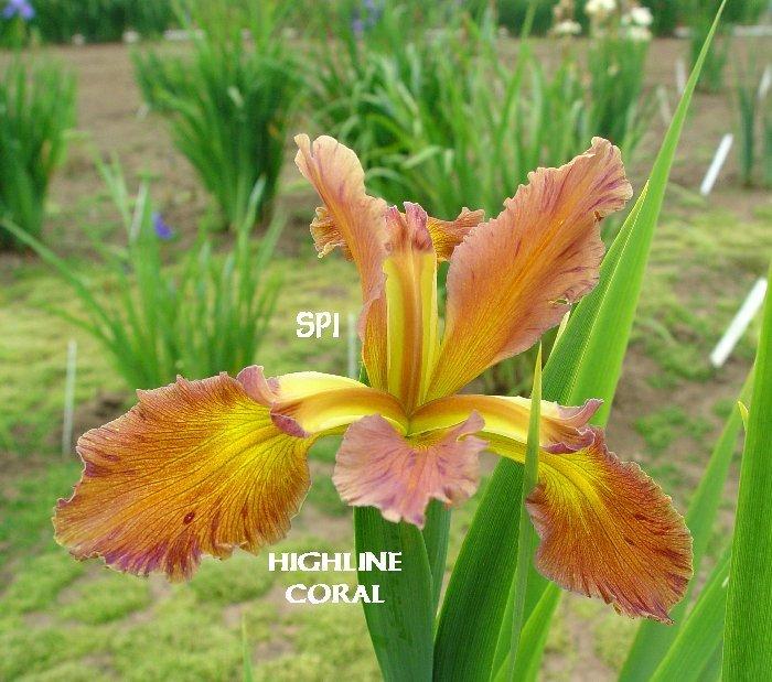 Photo of Spuria Iris (Iris 'Highline Coral') uploaded by irisloverdee