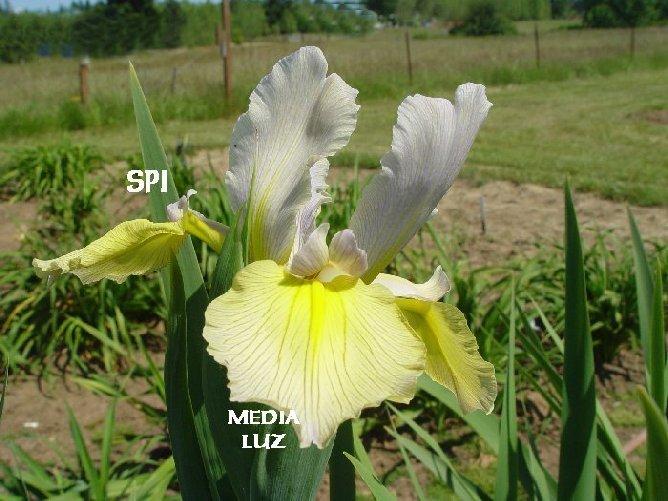 Photo of Spuria Iris (Iris 'Media Luz') uploaded by irisloverdee
