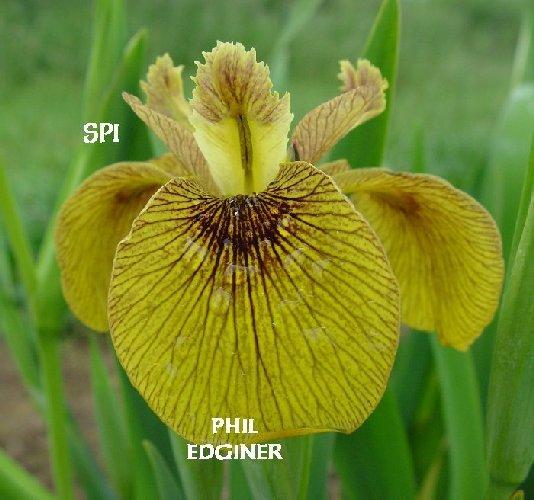 Photo of Species X Iris (Iris 'Phil Edinger') uploaded by irisloverdee