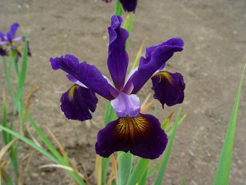 Photo of Spuria Iris (Iris 'Midnight Rival') uploaded by irisloverdee