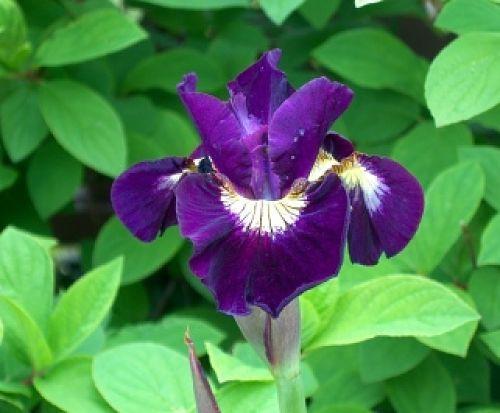 Photo of Siberian Iris (Iris 'Sultan's Ruby') uploaded by PollyK