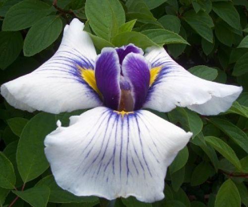 Photo of Japanese Iris (Iris ensata 'Thoroughbred') uploaded by PollyK