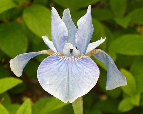 Photo of Siberian Iris (Iris 'Soft Blue') uploaded by PollyK