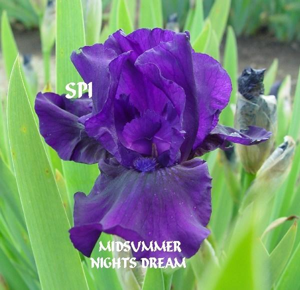 Photo of Intermediate Bearded Iris (Iris 'Midsummer Night's Dream') uploaded by irisloverdee