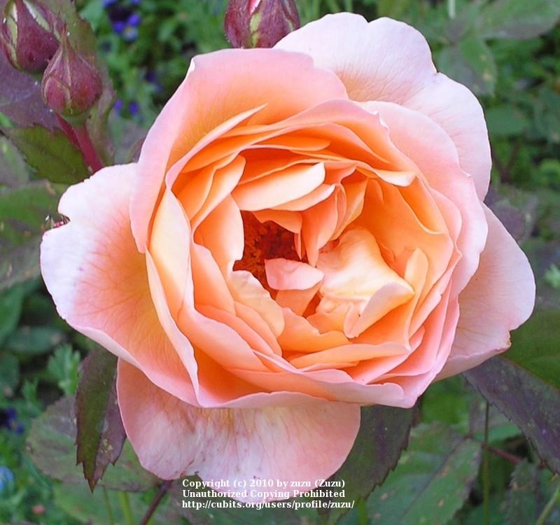 Photo of Rose (Rosa 'Lady Emma Hamilton') uploaded by zuzu