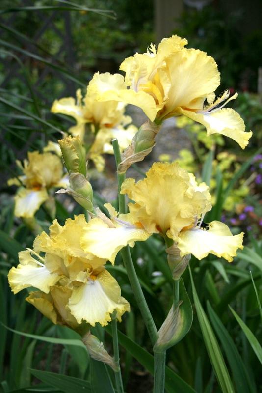 Photo of Tall Bearded Iris (Iris 'Honey Scoop') uploaded by Calif_Sue