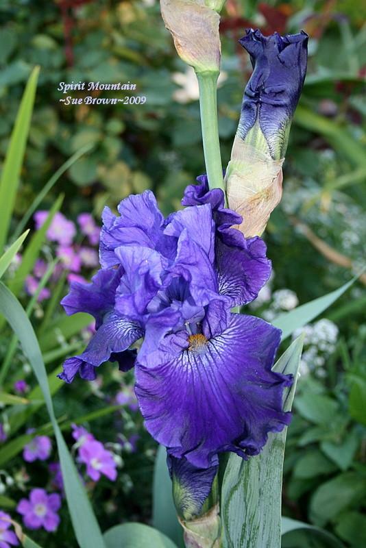 Photo of Tall Bearded Iris (Iris 'Spirit Mountain') uploaded by Calif_Sue