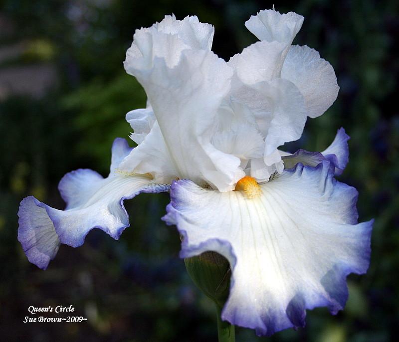 Photo of Tall Bearded Iris (Iris 'Queen's Circle') uploaded by Calif_Sue