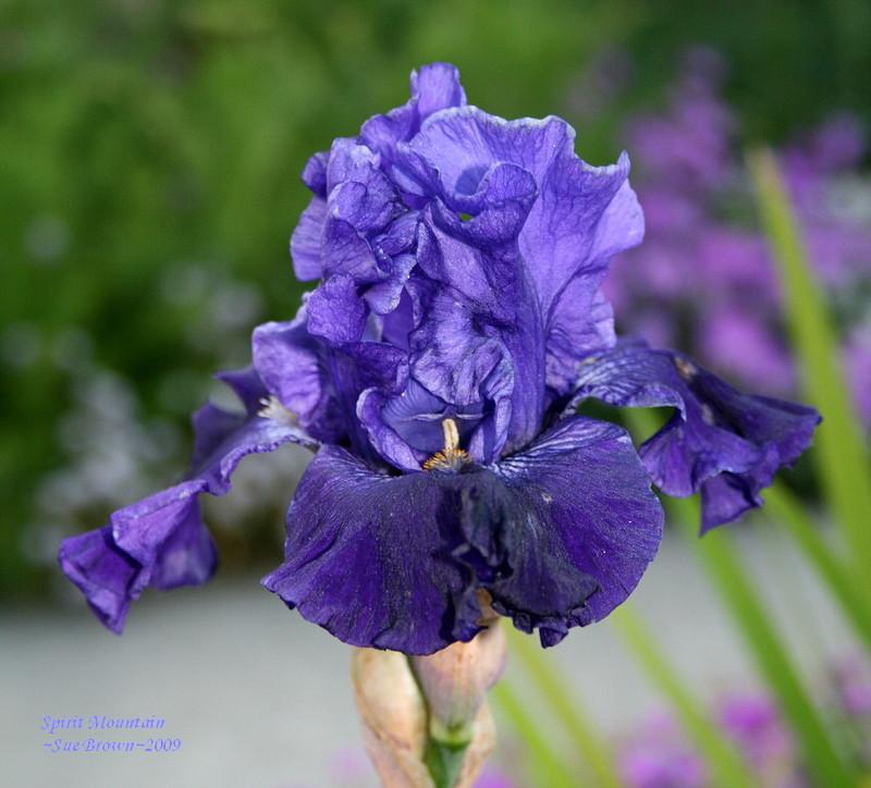 Photo of Tall Bearded Iris (Iris 'Spirit Mountain') uploaded by Calif_Sue