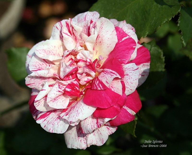Photo of Rose (Rosa 'Julio Iglesias') uploaded by Calif_Sue