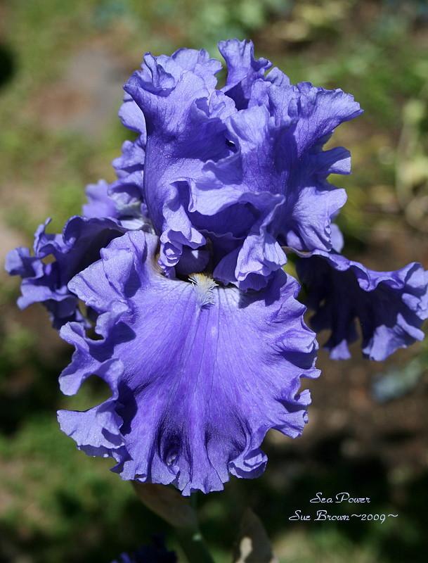 Photo of Tall Bearded Iris (Iris 'Sea Power') uploaded by Calif_Sue
