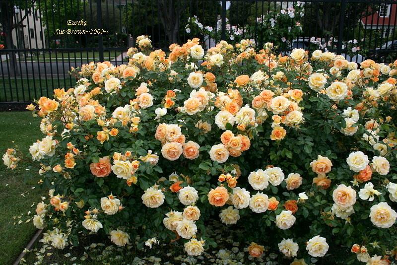 Photo of Rose (Rosa 'Eureka') uploaded by Calif_Sue