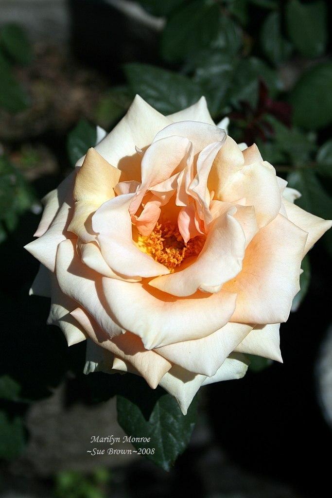 Photo of Rose (Rosa 'Marilyn Monroe') uploaded by Calif_Sue