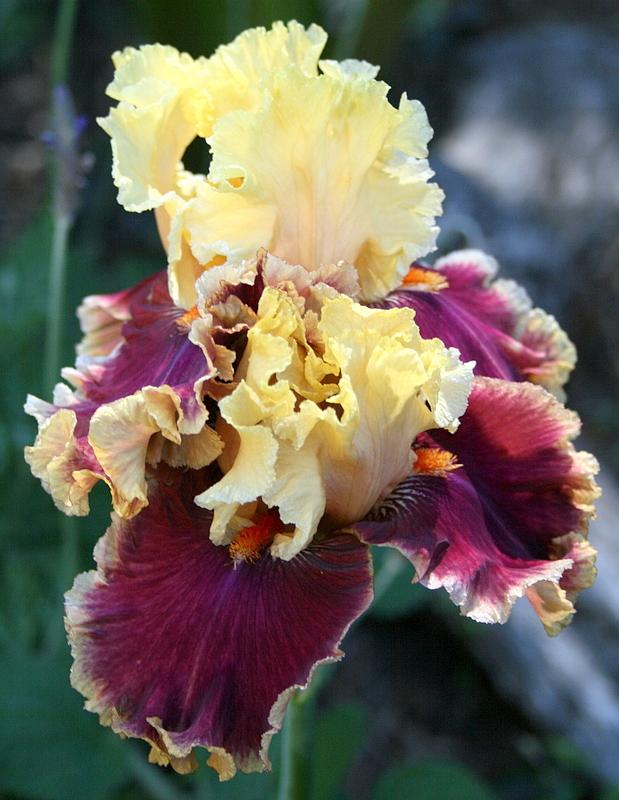Photo of Tall Bearded Iris (Iris 'Decadence') uploaded by Calif_Sue