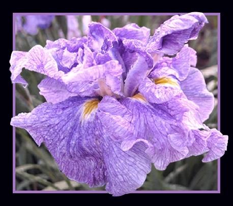 Photo of Japanese Iris (Iris ensata 'Greywoods Sarafina') uploaded by PollyK