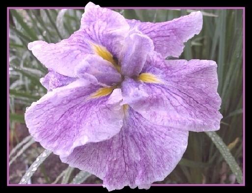 Photo of Japanese Iris (Iris ensata 'Greywoods Silk Shadows') uploaded by PollyK