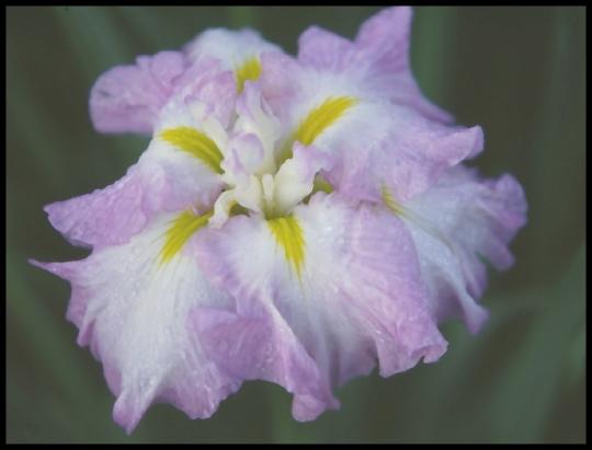 Photo of Japanese Iris (Iris ensata 'Greywoods Gentle Refrain') uploaded by PollyK