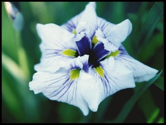 Photo of Japanese Iris (Iris ensata 'Greywoods Tiana') uploaded by PollyK