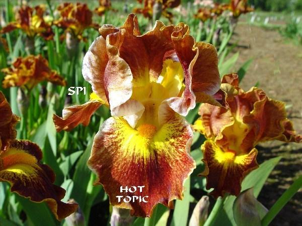 Photo of Intermediate Bearded Iris (Iris 'Hot Topic') uploaded by irisloverdee