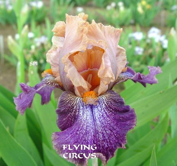 Photo of Intermediate Bearded Iris (Iris 'Flying Circus') uploaded by irisloverdee