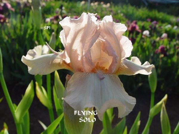 Photo of Intermediate Bearded Iris (Iris 'Flying Solo') uploaded by irisloverdee