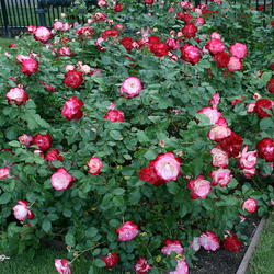 Location: San Jose Municipal Rose Garden