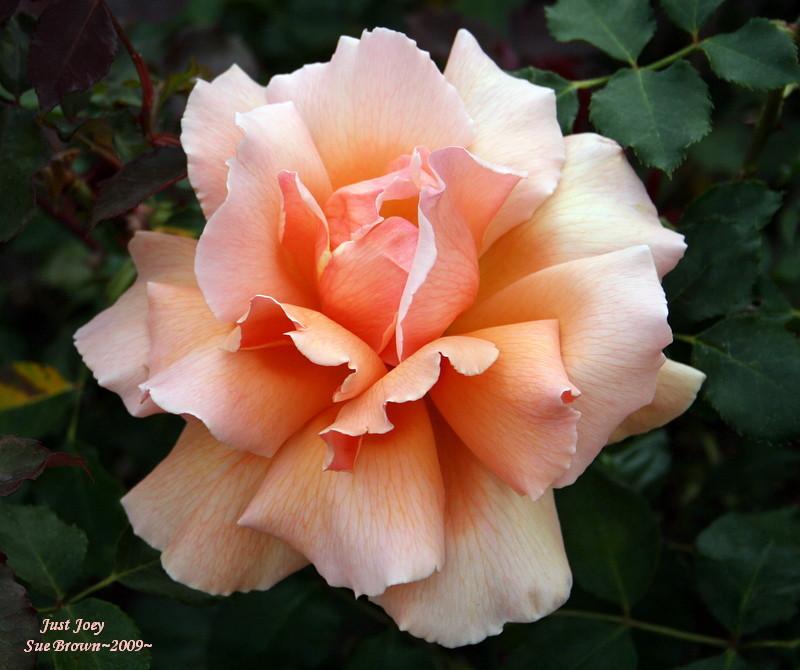 Photo of Rose (Rosa 'Just Joey') uploaded by Calif_Sue