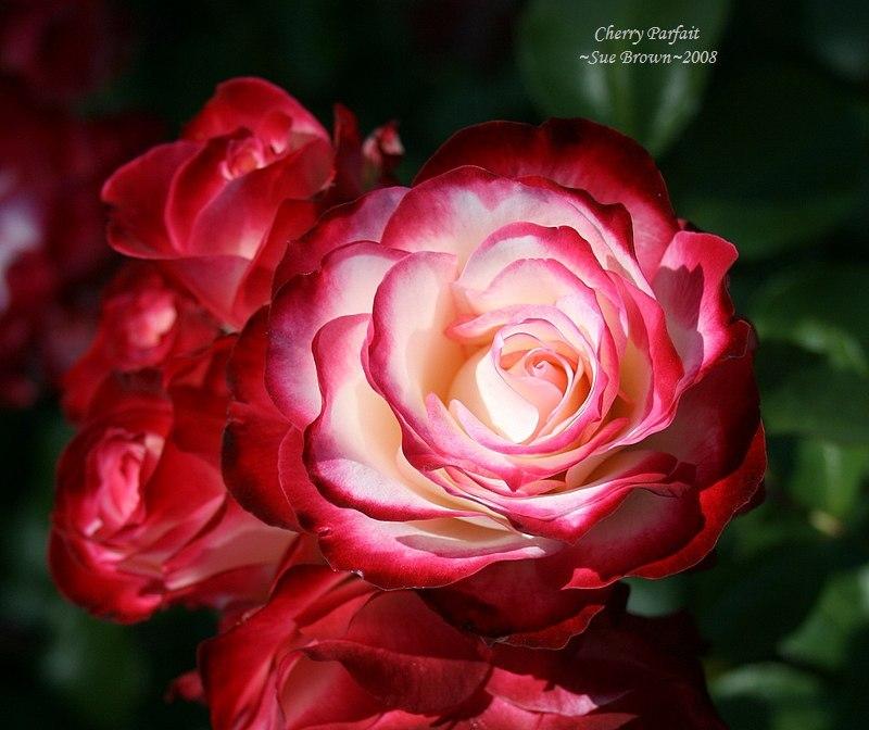 Photo of Rose (Rosa 'Cherry Parfait') uploaded by Calif_Sue