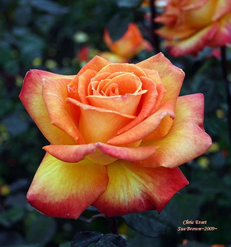 Photo of Rose (Rosa 'Chris Evert') uploaded by Calif_Sue