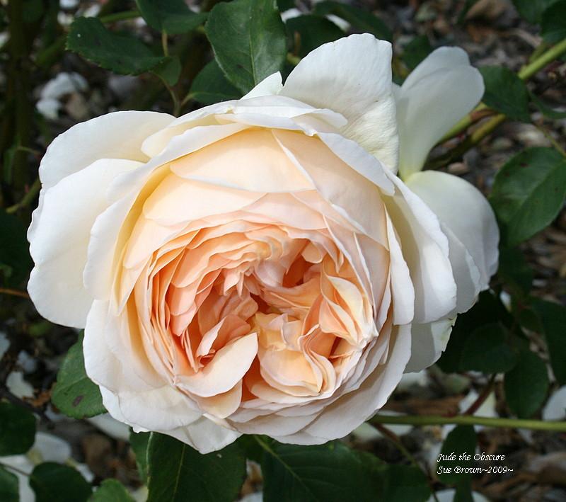 Photo of Rose (Rosa 'Jude the Obscure') uploaded by Calif_Sue