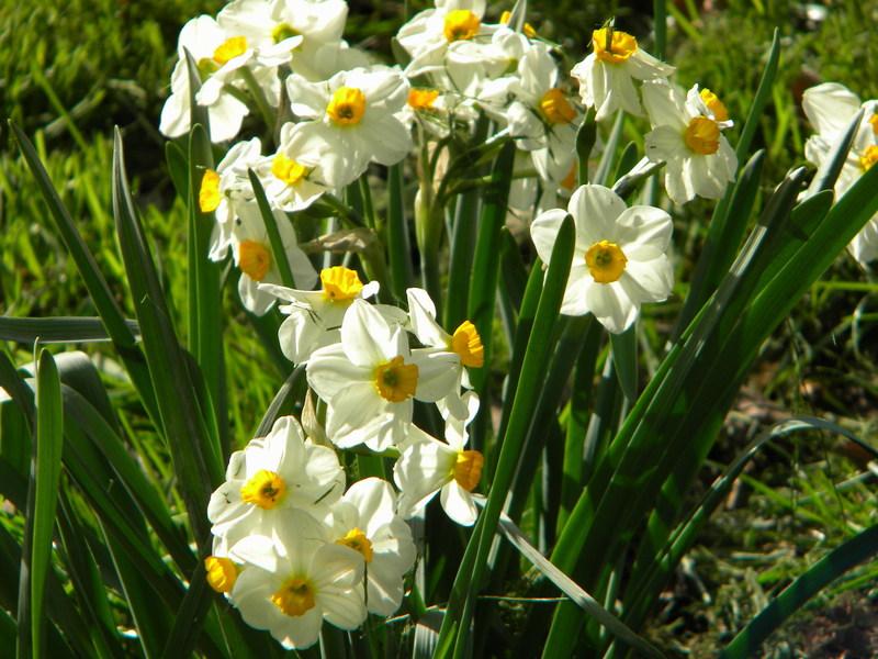Photo of Daffodil (Narcissus 'Geranium') uploaded by gemini_sage