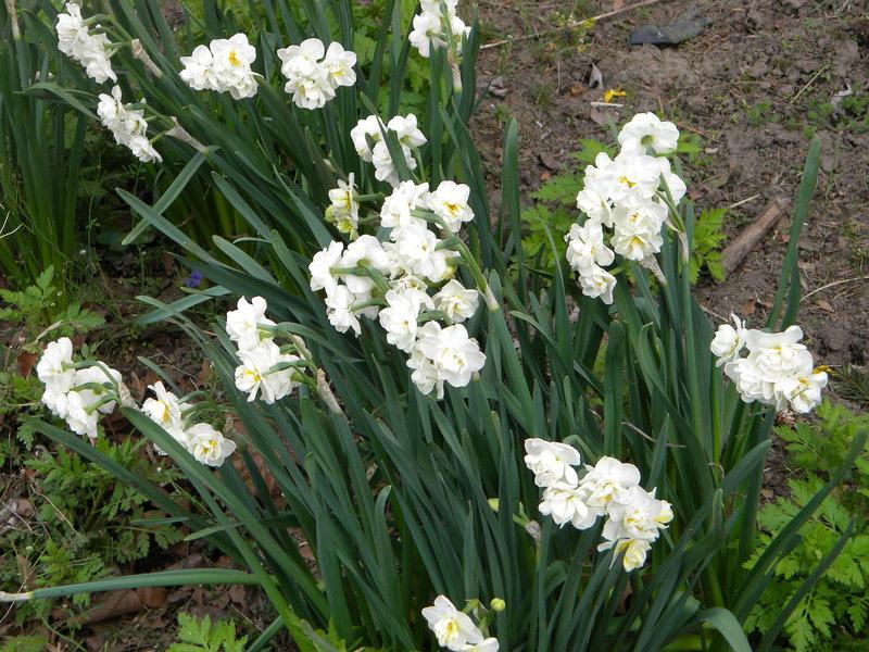 Photo of Double Daffodil (Narcissus 'Cheerfulness') uploaded by gemini_sage