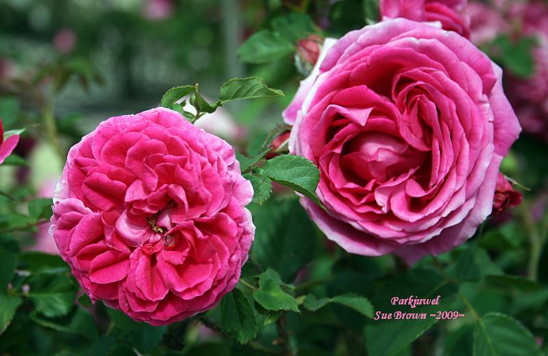 Photo of Rose (Rosa 'Parkjuwell') uploaded by Calif_Sue