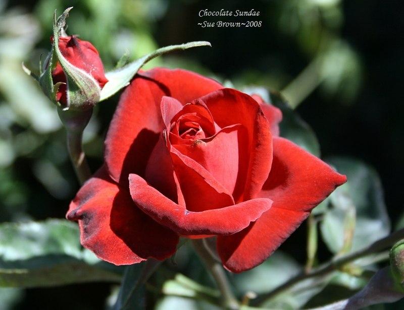 Photo of Rose (Rosa 'Chocolate Sundae') uploaded by Calif_Sue